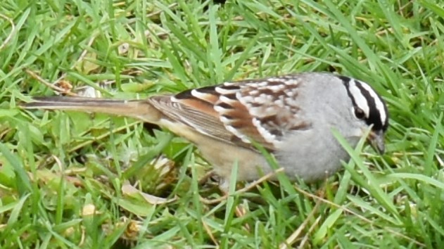 White-crowned Sparrow - ML337464931