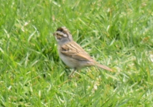 Clay-colored Sparrow - ML337465461