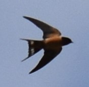 家燕 - ML337465891