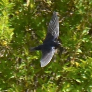 家燕 - ML337465901