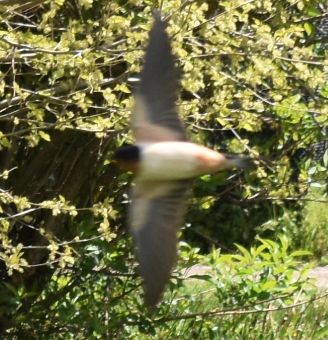 家燕 - ML337465911