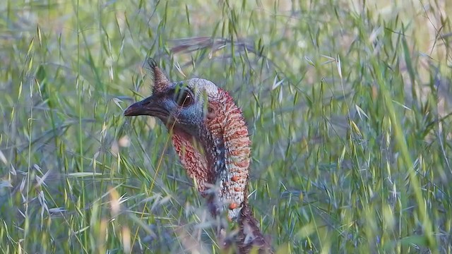 Wild Turkey - ML337466021