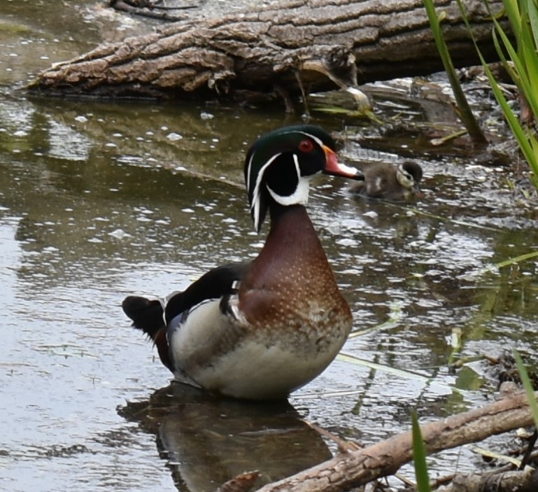 美洲鴛鴦 - ML337466911
