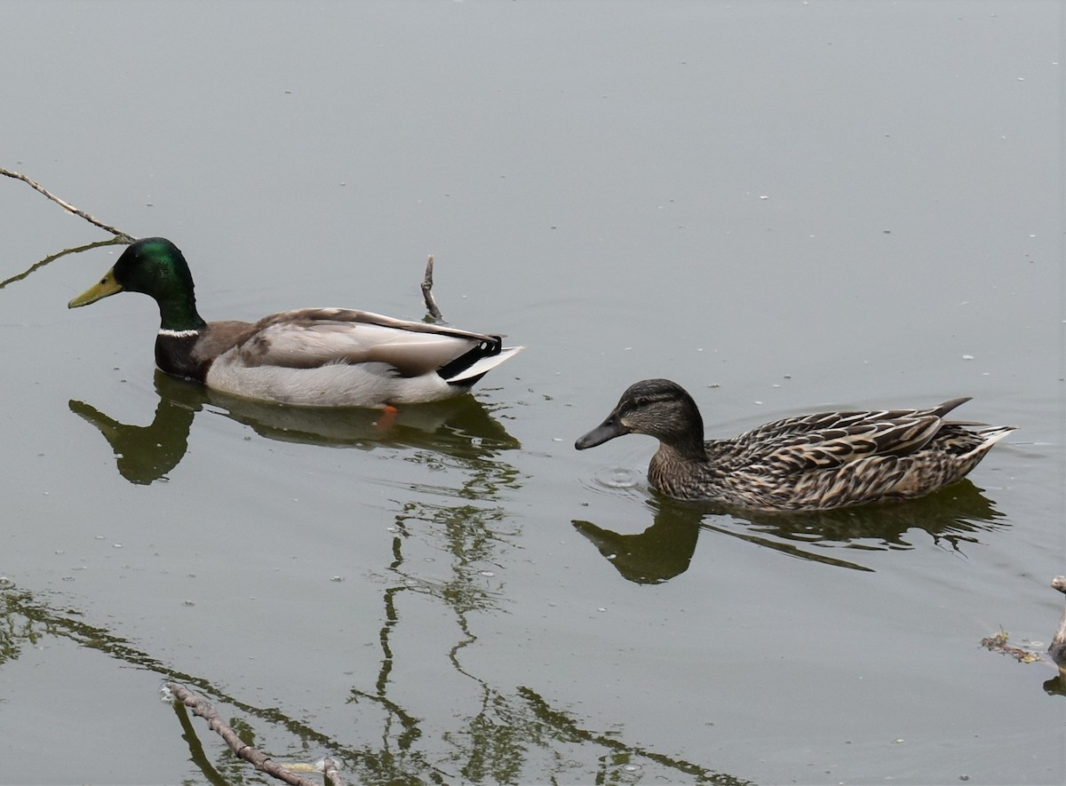 綠頭鴨 - ML337467501