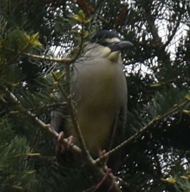 夜鷺 - ML337468311