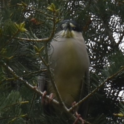 夜鷺 - ML337468321