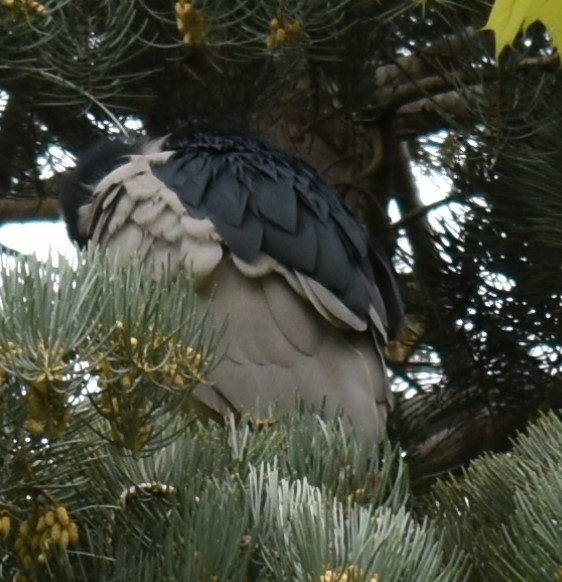 夜鷺 - ML337468331