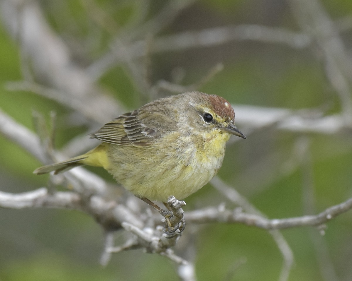 Palm Warbler - ML337468371