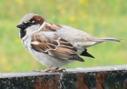 家麻雀 - ML337469251