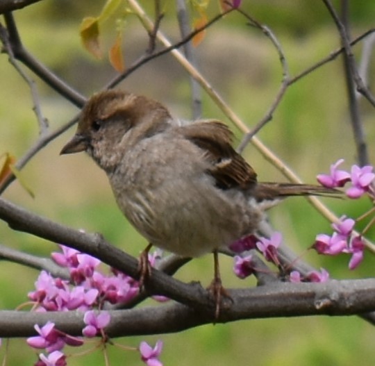 家麻雀 - ML337469261