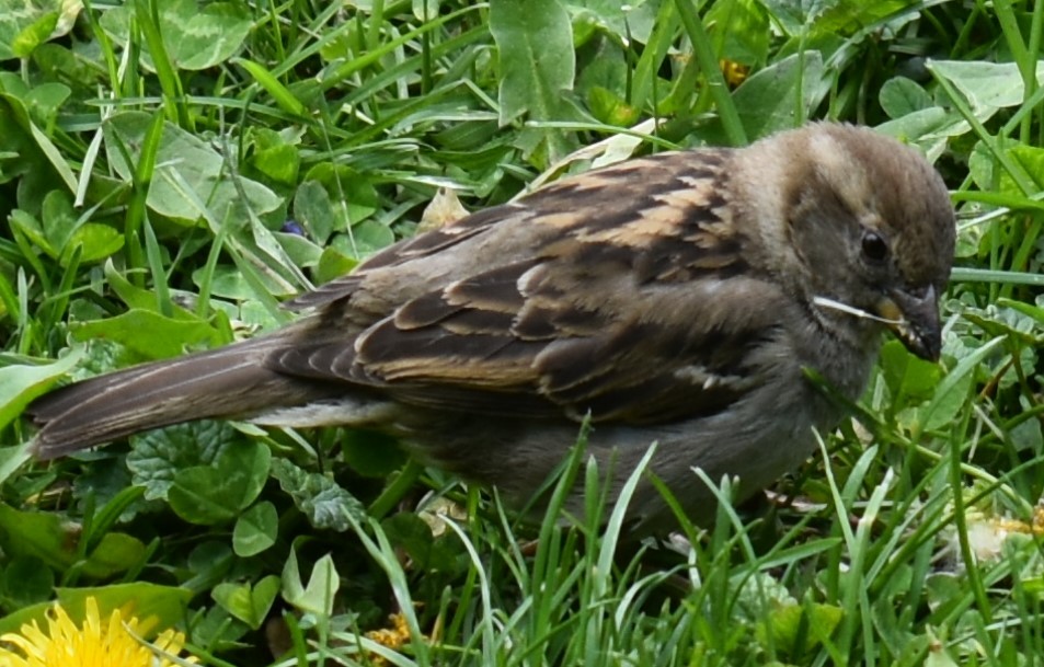 家麻雀 - ML337469271