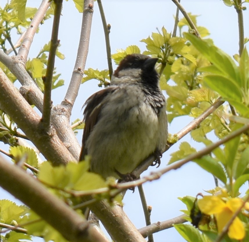 家麻雀 - ML337469281