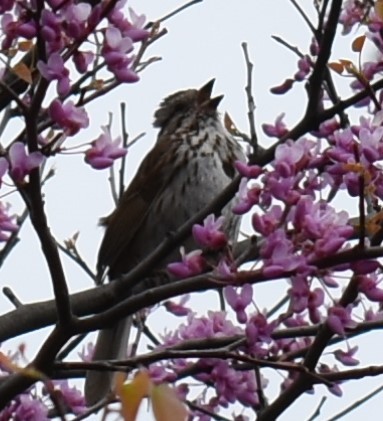 Song Sparrow - ML337469851