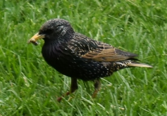 歐洲椋鳥 - ML337470391