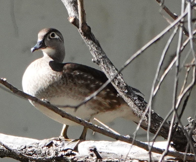 Wood Duck - ML337470631