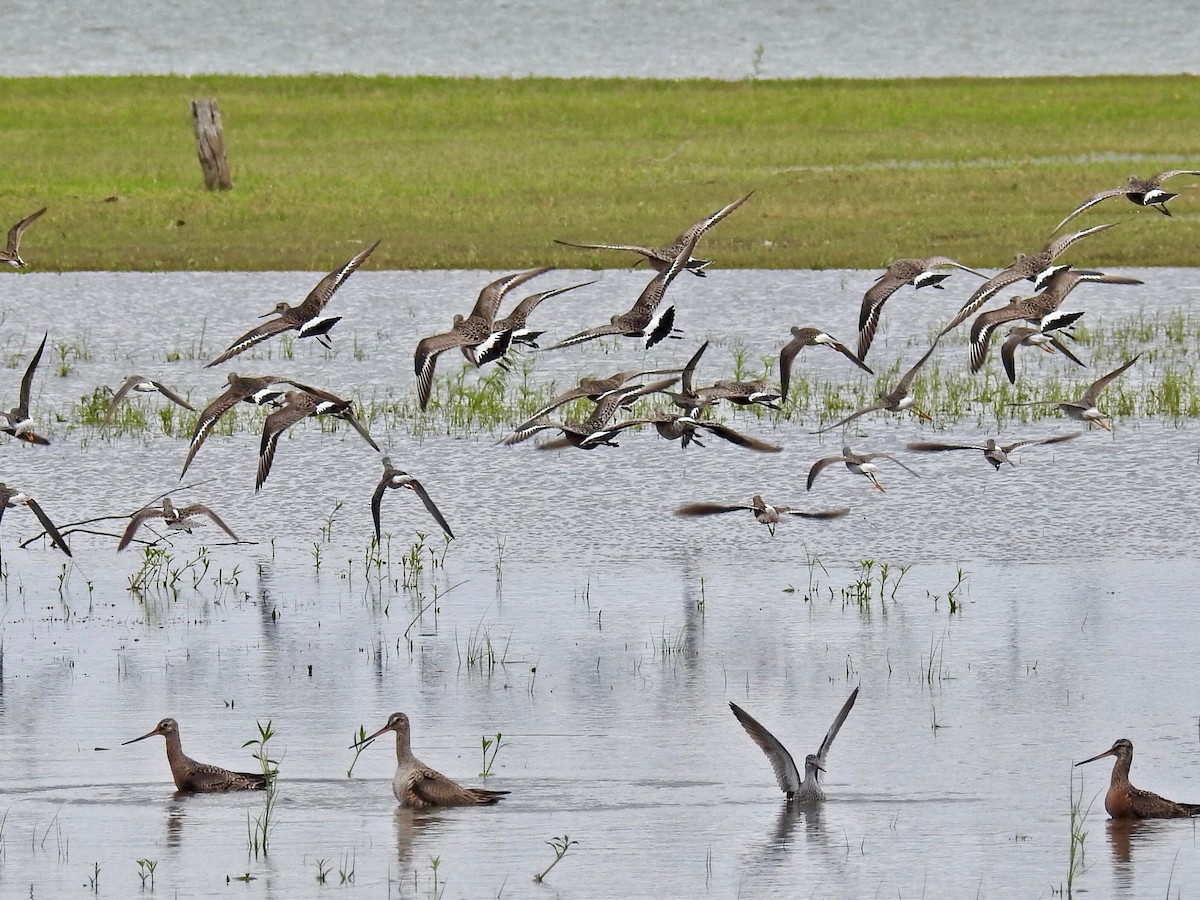 Hudsonian Godwit - ML337470641
