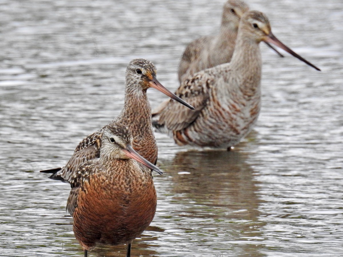 Hudsonian Godwit - ML337470891