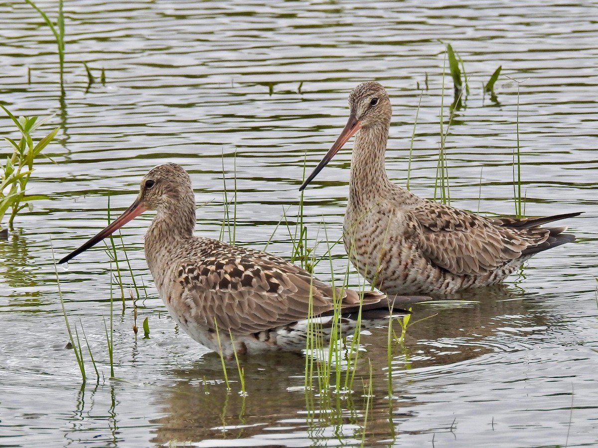 Hudsonian Godwit - ML337471211