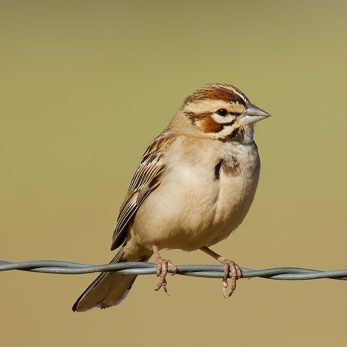 Lark Sparrow - Charlotte Allen