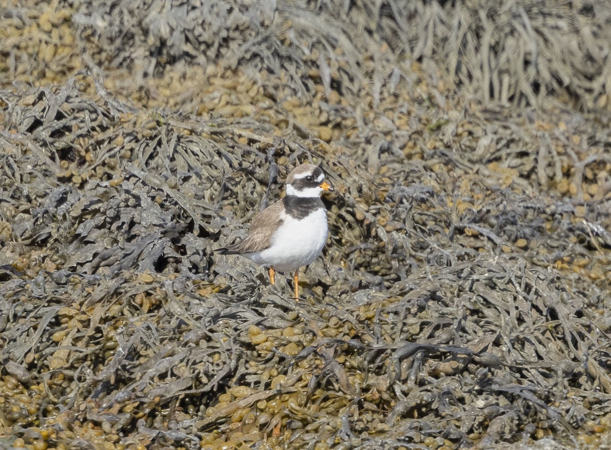 Common Ringed Plover - Mouser Williams