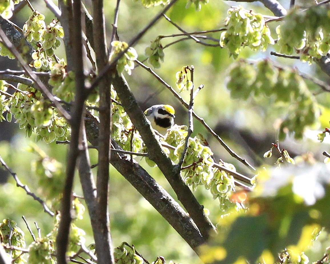 Golden-winged Warbler - Becky Harbison