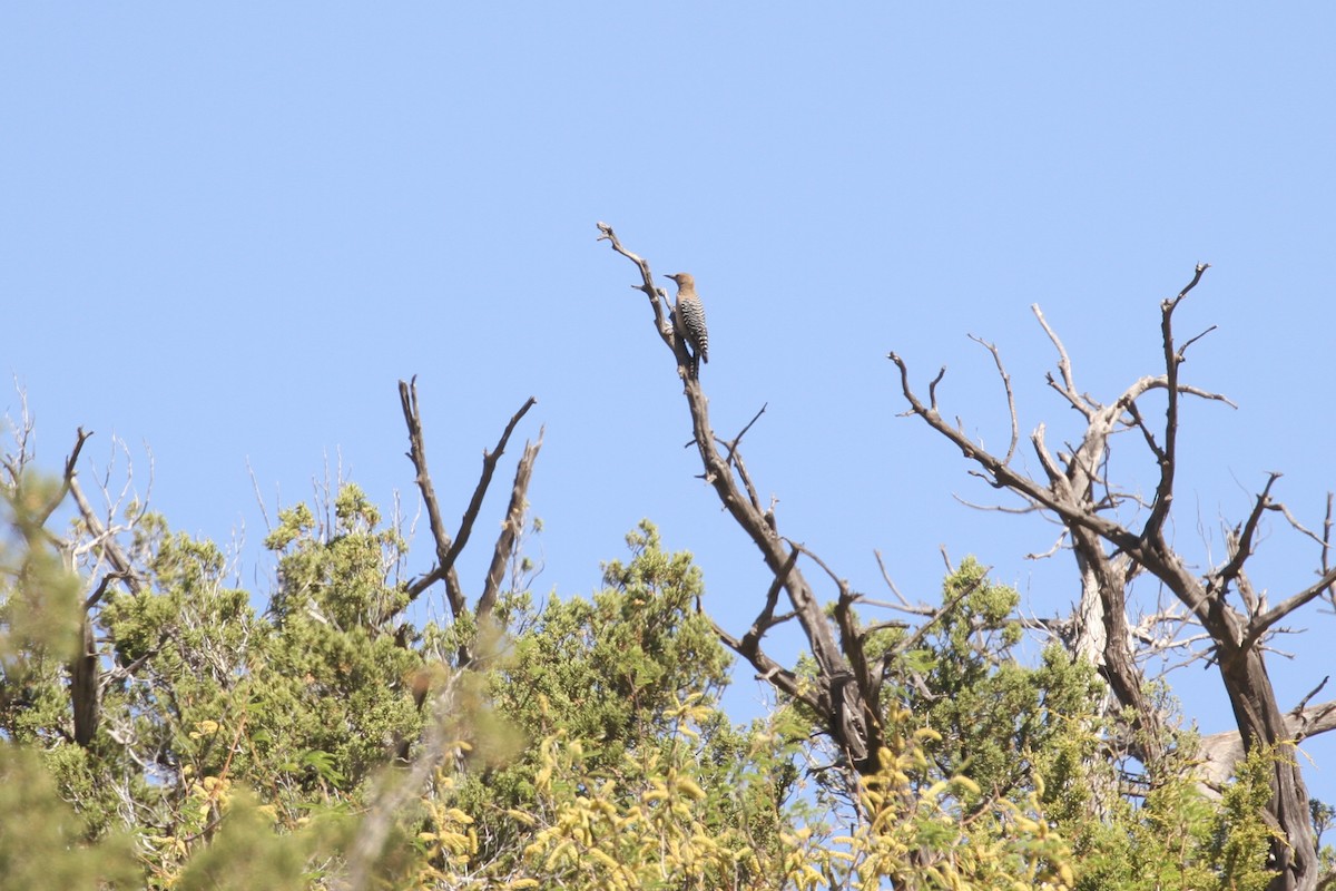 Gila Woodpecker - ML337474271