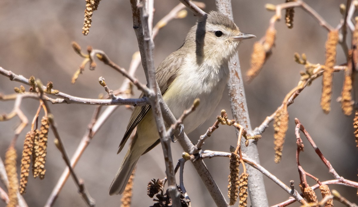 Western Warbling Vireo - ML337474421
