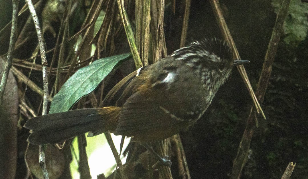 Ochre-rumped Antbird - ML337474571