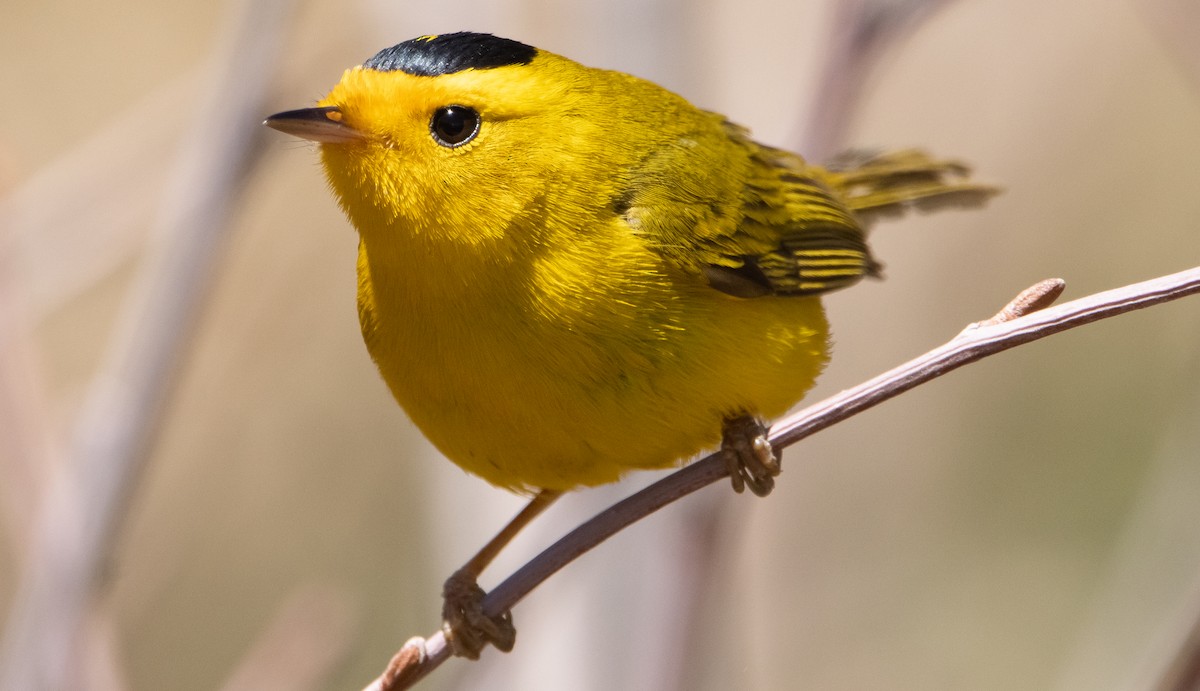 Wilson's Warbler - ML337474601