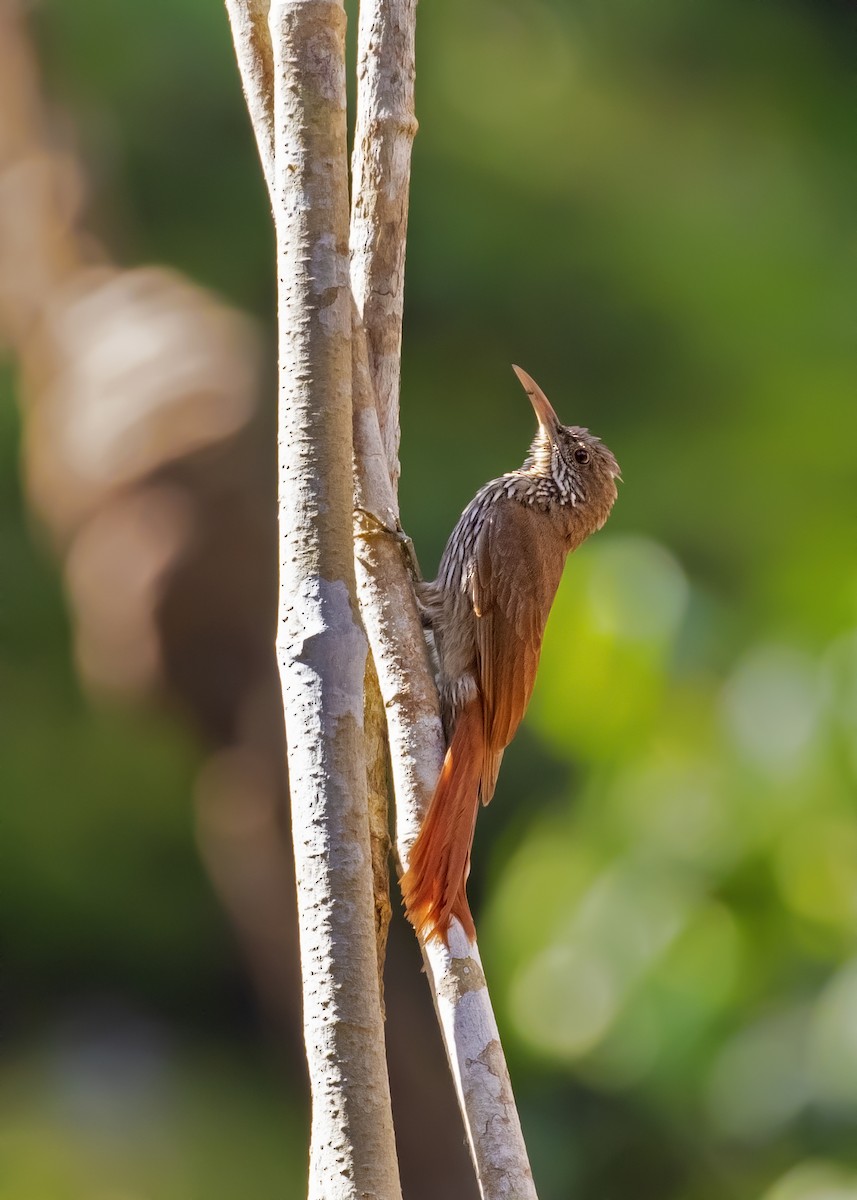 Dusky-capped Woodcreeper (Rondonia) - ML337474861