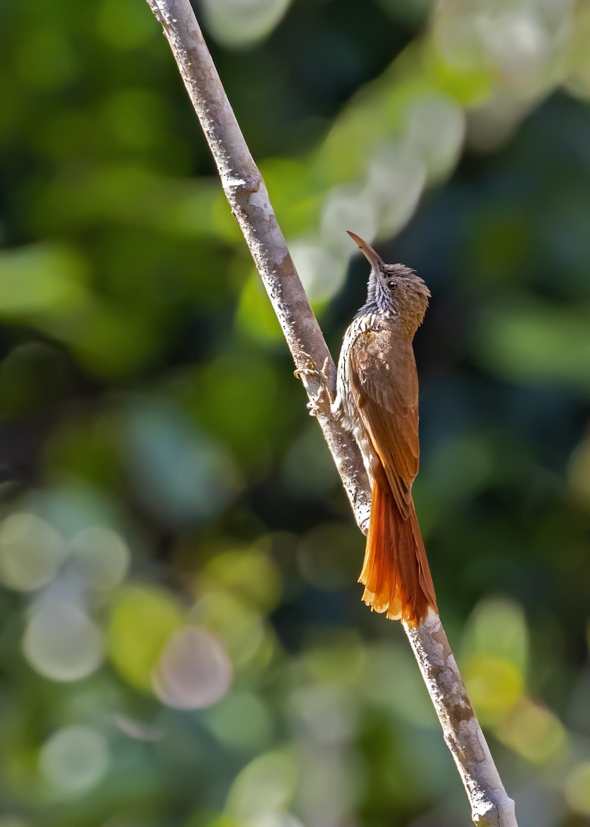 Dusky-capped Woodcreeper (Rondonia) - ML337474871