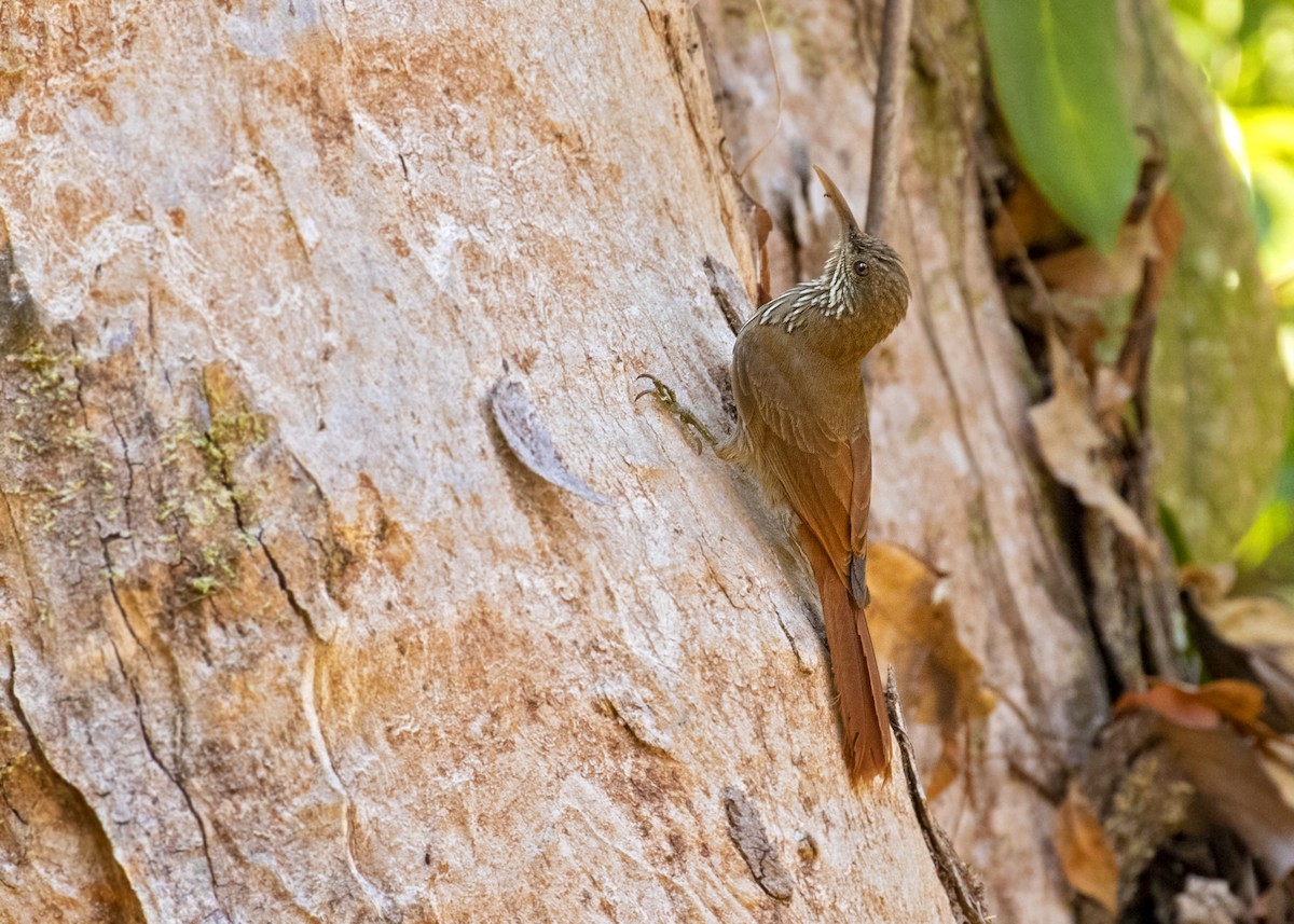 Grimpar à calotte sombre (fuscicapillus) - ML337474891