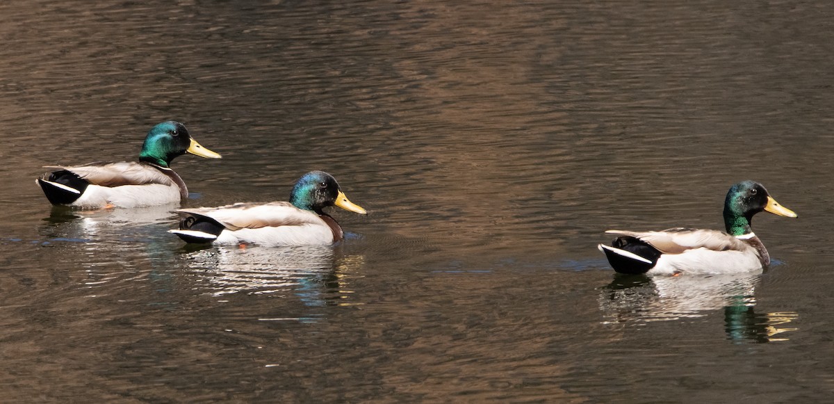 Зэрлэг нугас - ML337475121