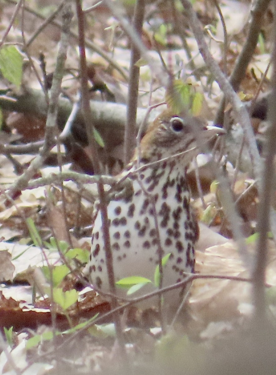 Wood Thrush - ML337475201