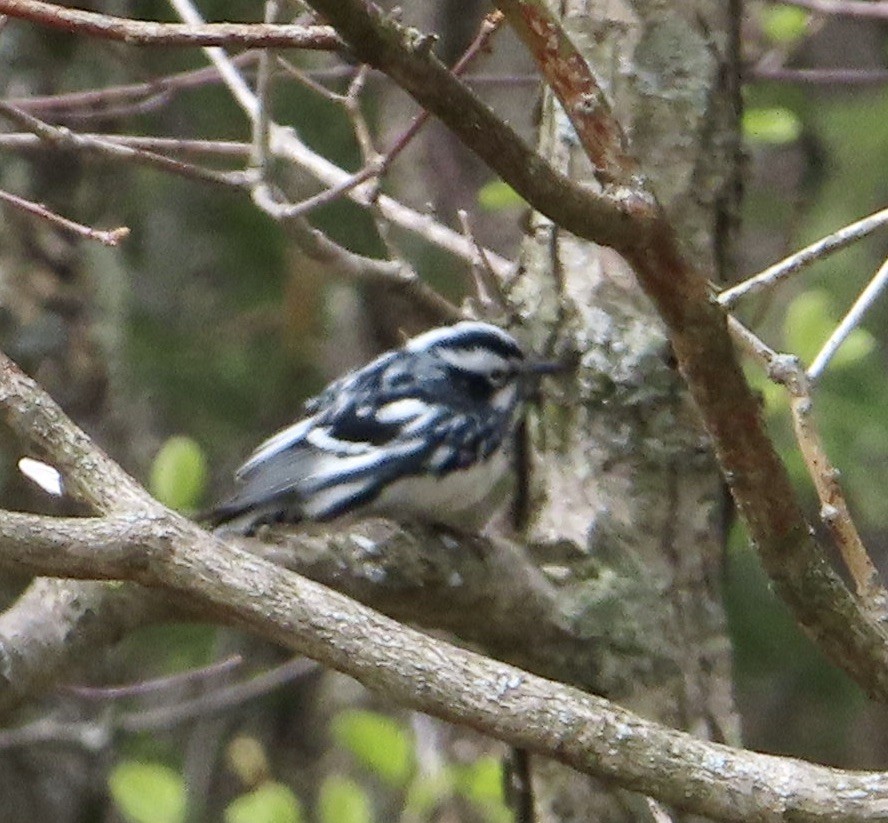 Black-and-white Warbler - ML337475361