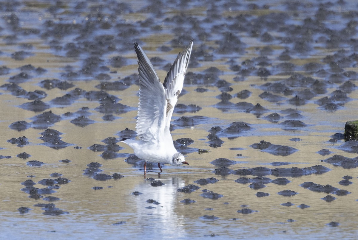 Mouette rieuse - ML337475471