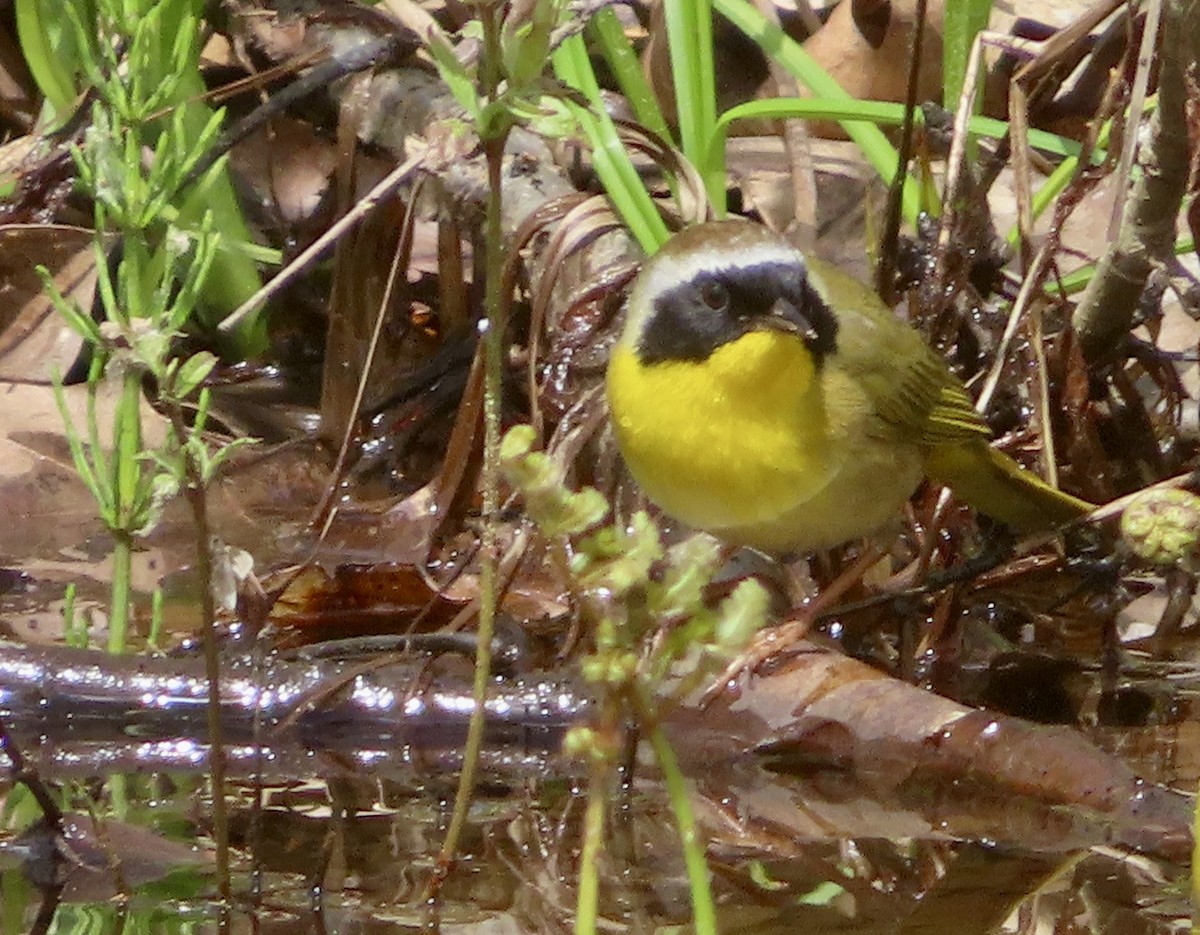 Common Yellowthroat - ML337475621