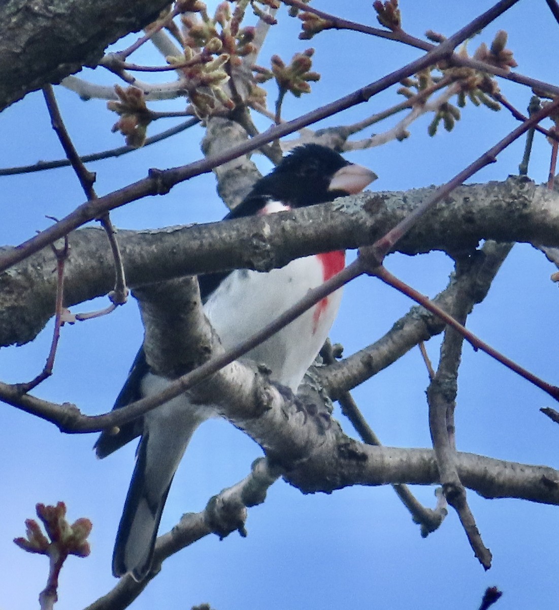 Rose-breasted Grosbeak - ML337475671