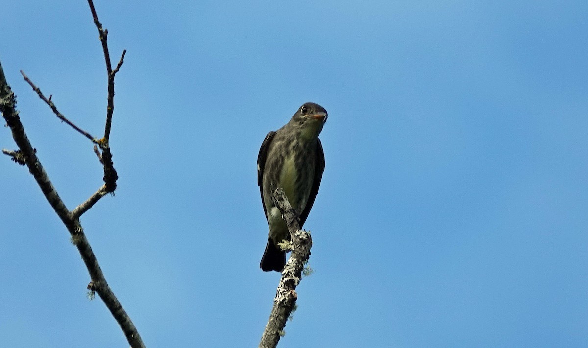 Olive-sided Flycatcher - ML337475781