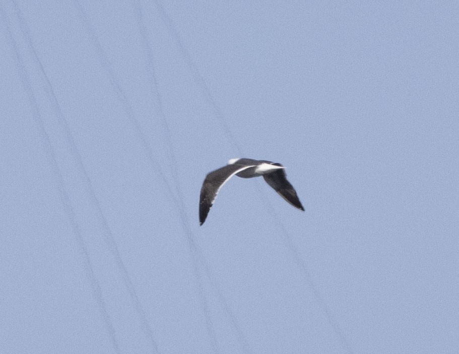 Lesser Black-backed Gull - ML337476021