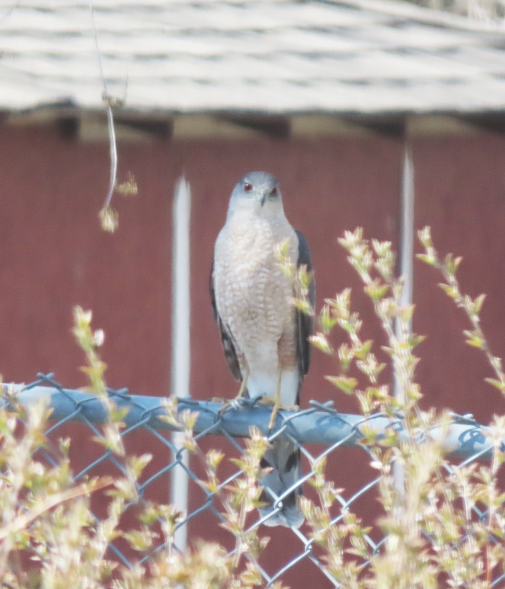 Sharp-shinned Hawk - Linda Curtis