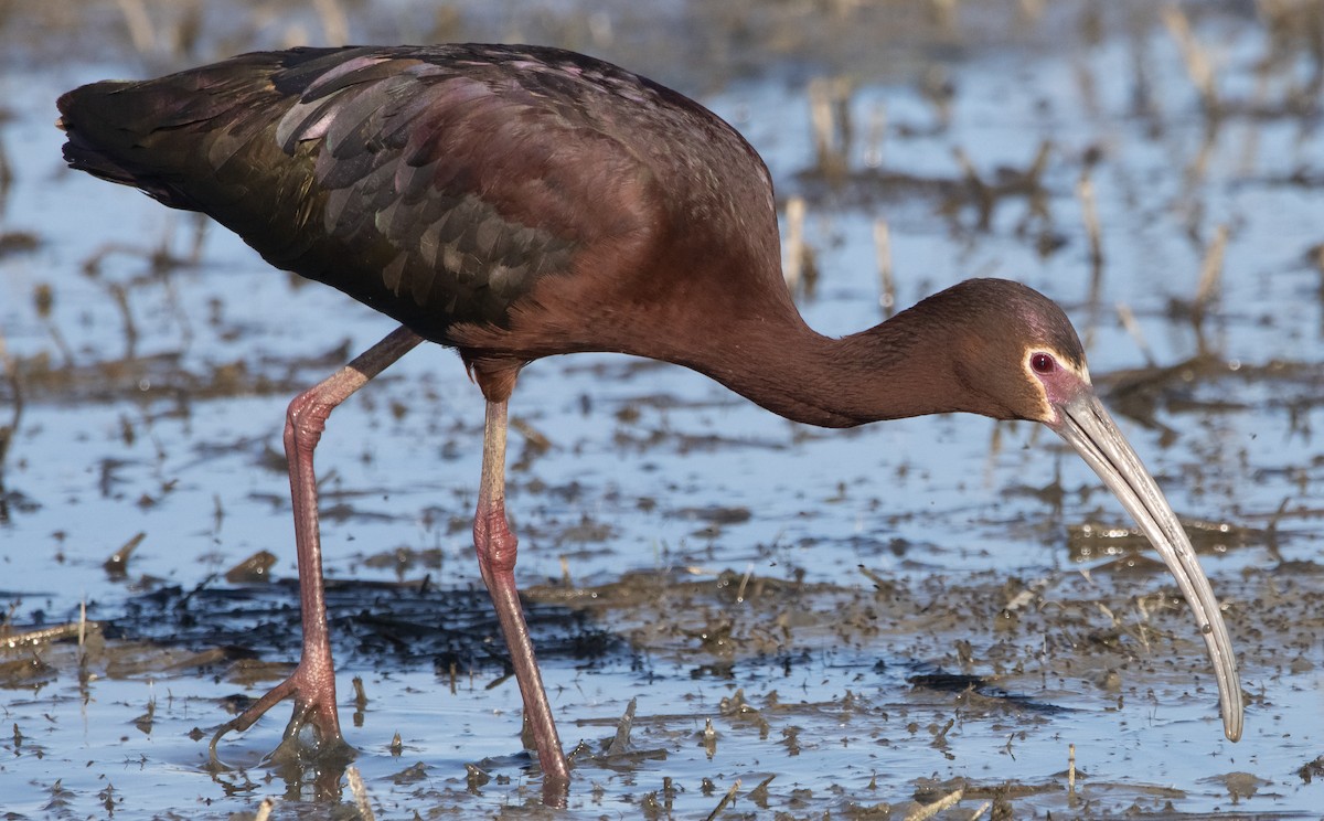 White-faced Ibis - ML337476781