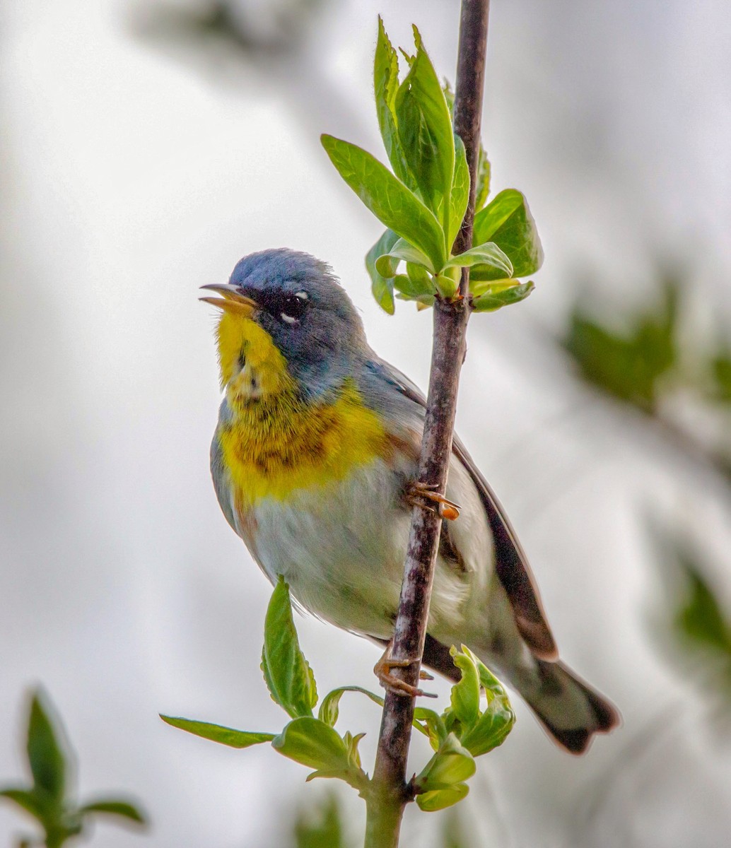 Northern Parula - ML337476881
