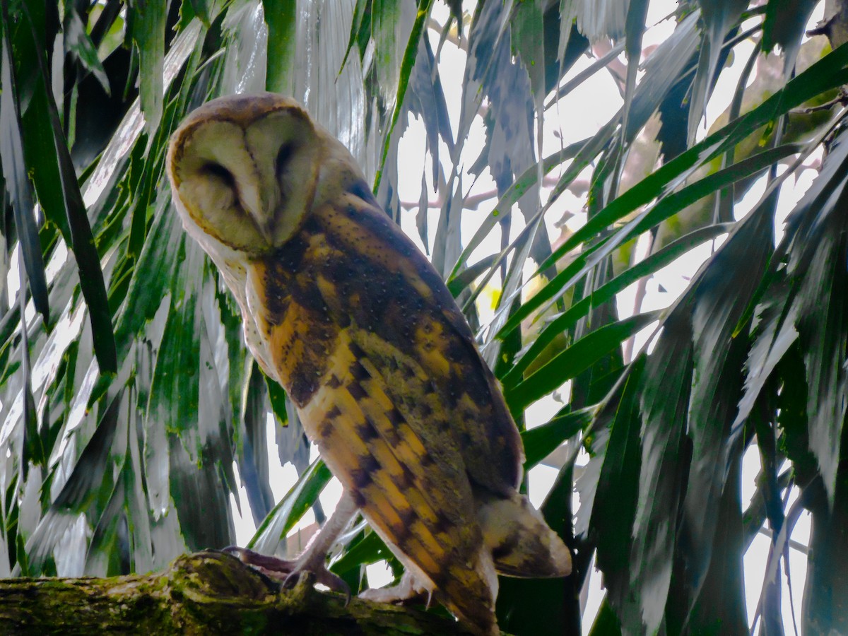 Barn Owl - ML337477681