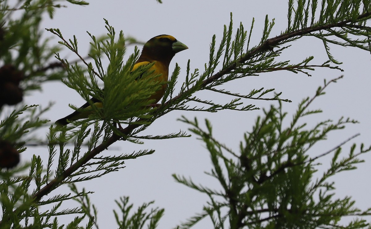 Evening Grosbeak - ML337480401