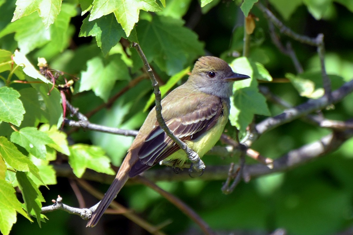 Great Crested Flycatcher - ML337481591