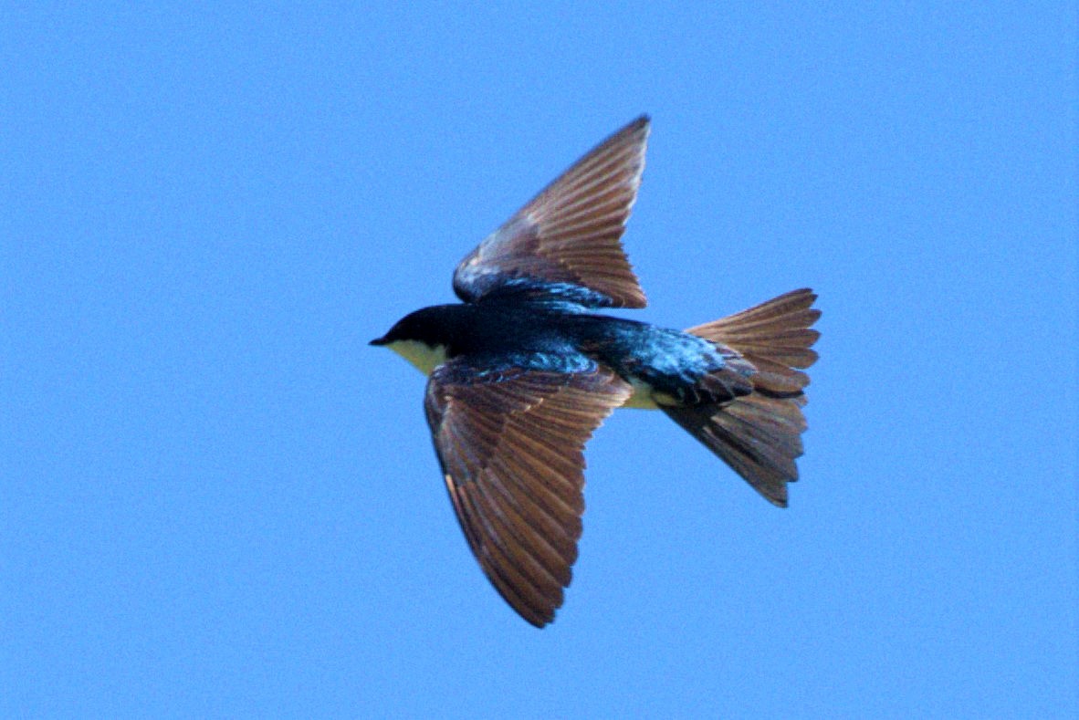 Tree Swallow - ML337481621