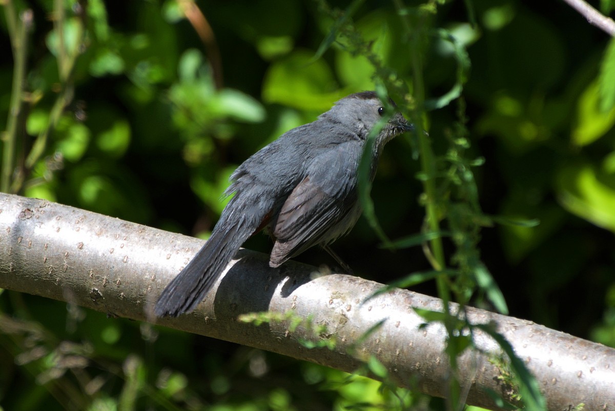 Gray Catbird - ML337481671