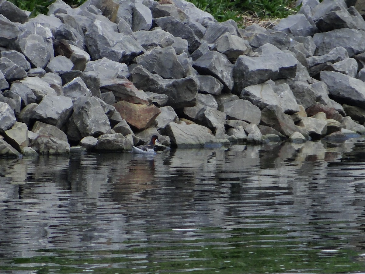 Red-necked Phalarope - ML337482971