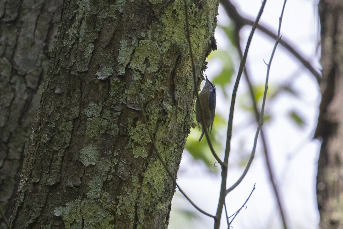 Red-breasted Nuthatch - ML337483931
